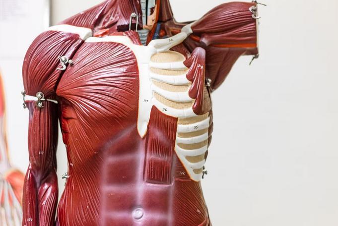 Straight teeth help in proper digestion