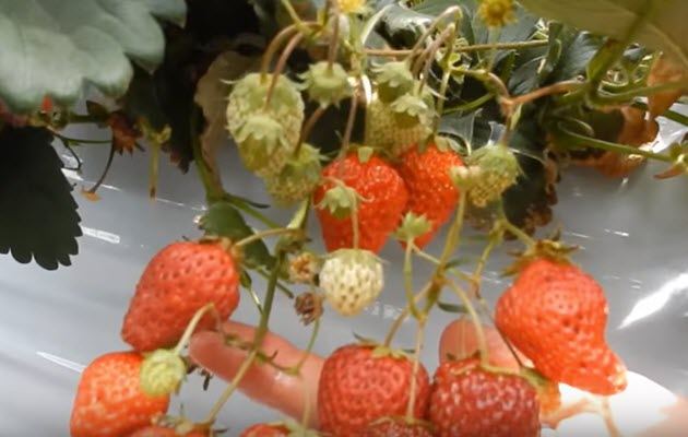 Strawberries hanging there