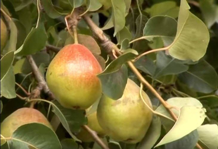 pears-fruit