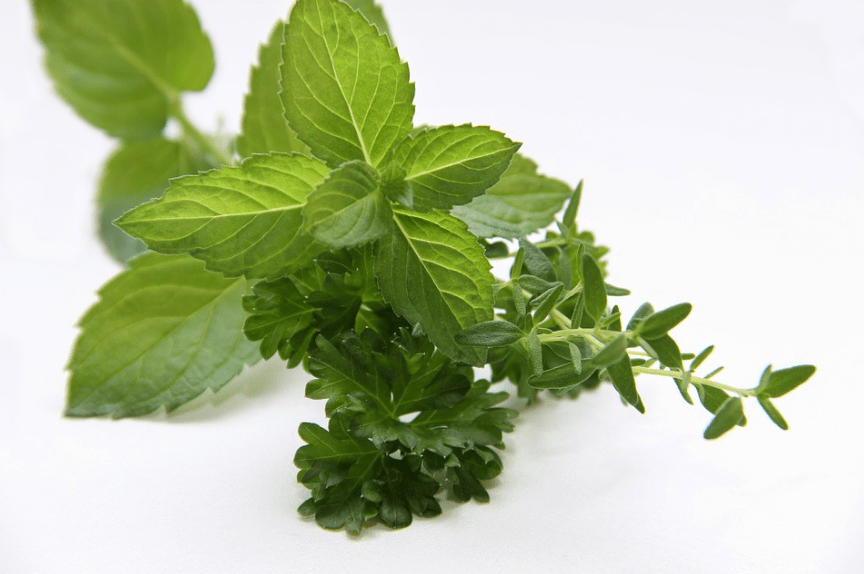 herbs-mint-thyme-parsley-green