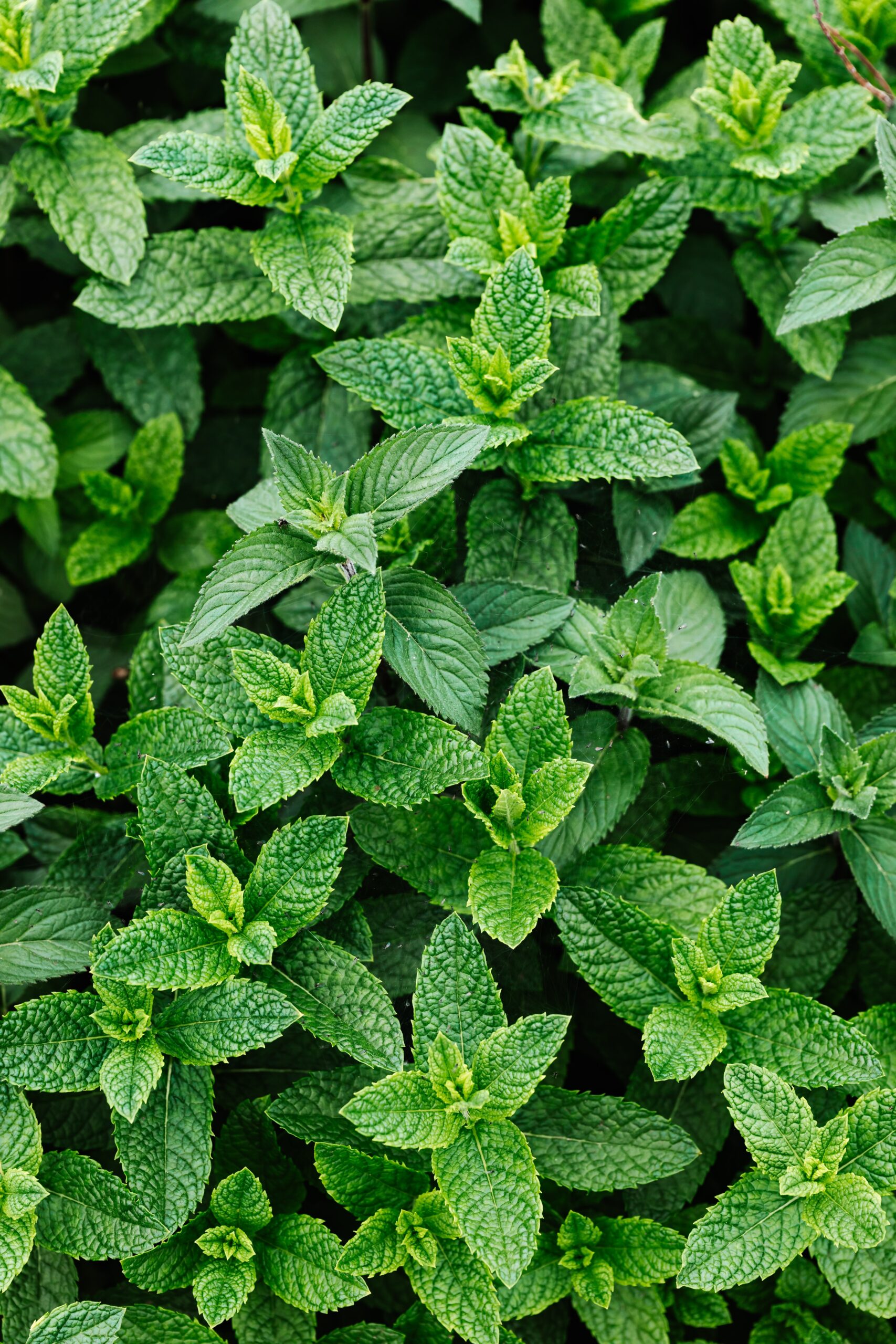 green-peppermint-plant