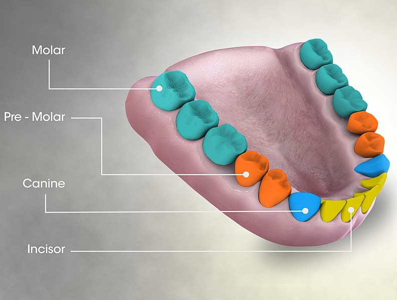 3D_Medical_Animation_Still_Showing_Types_of_Teeth