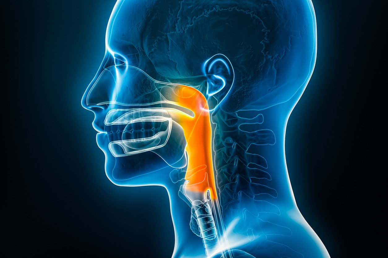 Interesting Facts About the Pharynx