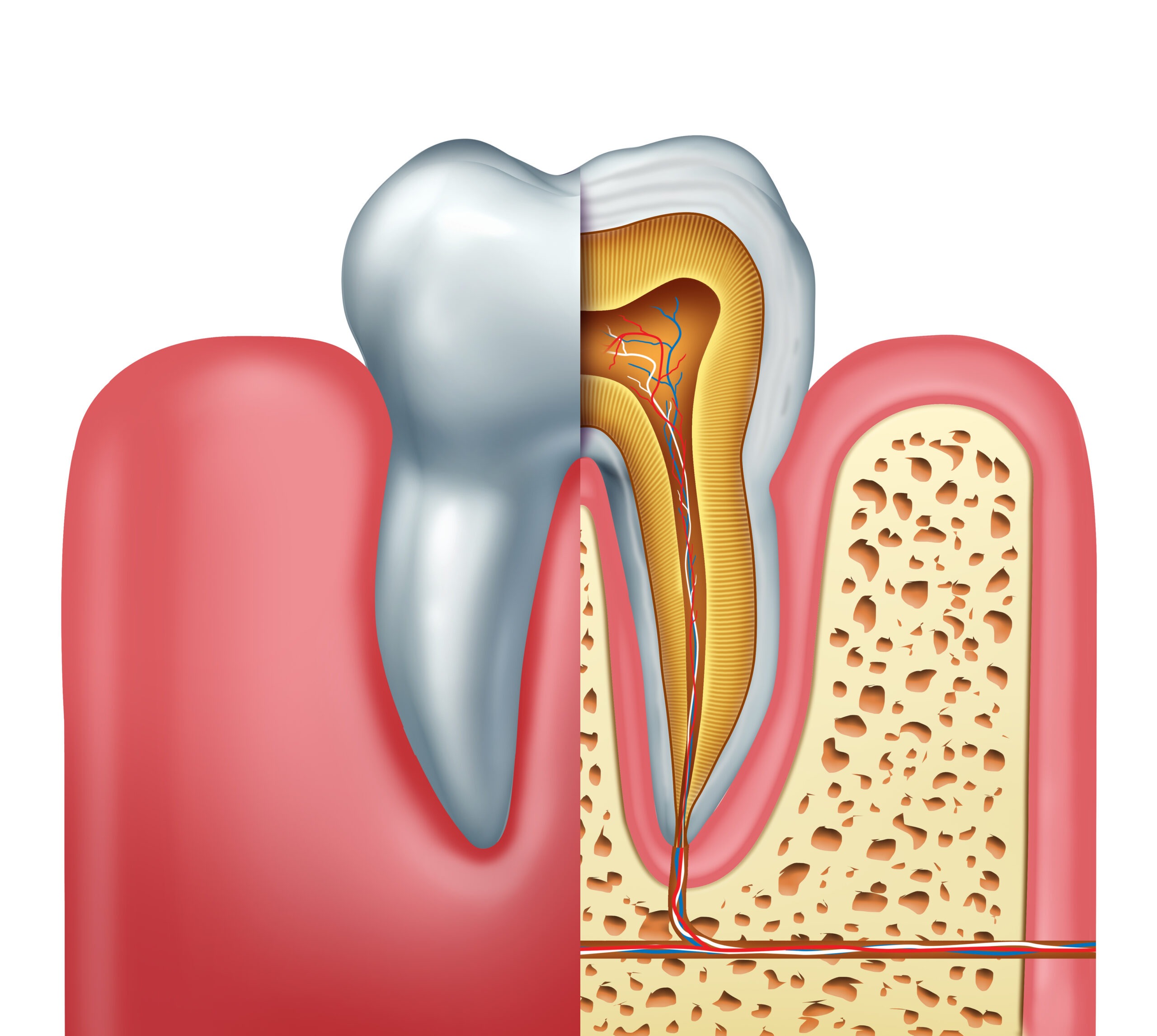 Human tooth anatomy